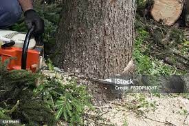 How Our Tree Care Process Works  in  Seeley, CA