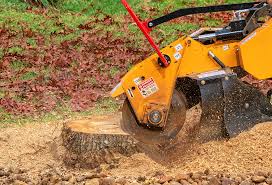 Trusted Seeley, CA Tree Care Experts
